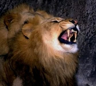 Ferocious lions.